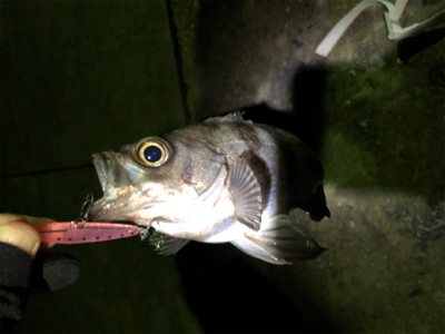 メバルプラッギング