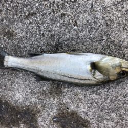 今日は活性が高いです!