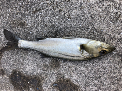 今日は活性が高いです!