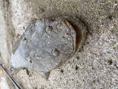 チャリンコ爆走からの…