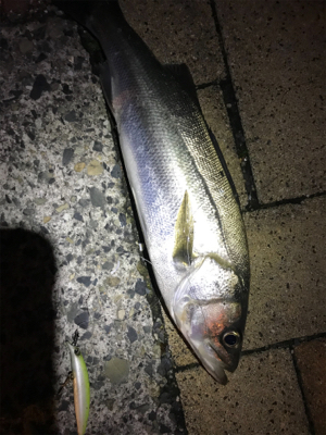 フッコばかり！