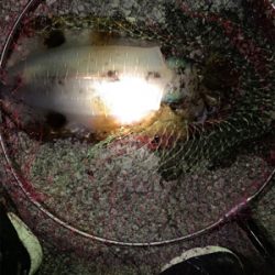 2時間でイカ3杯