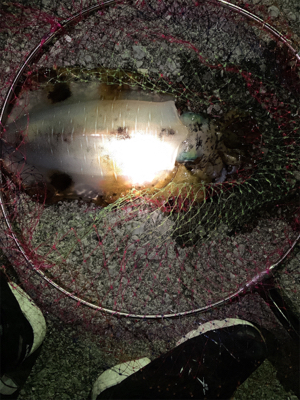 2時間でイカ3杯