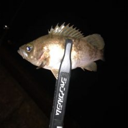 メバルを求めて⑧