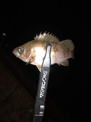 メバルを求めて⑧