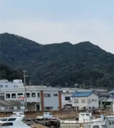 久方ぶりのコブダイ