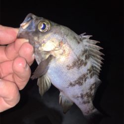 明石周辺ライトゲーム