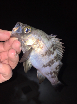 明石周辺ライトゲーム