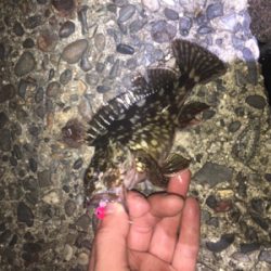 西浦なんだけど選択できませ〜ん