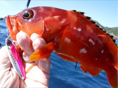 カヤックフィッシング！