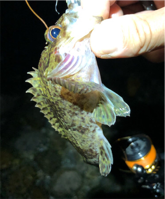 とある小雨後のゴロタプラッキング