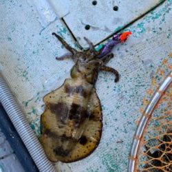 ティップランでレッドモンスター狙い