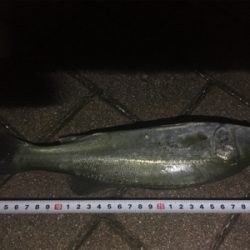 おニューのルアーで