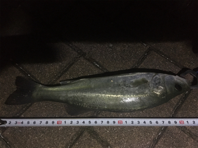 おニューのルアーで