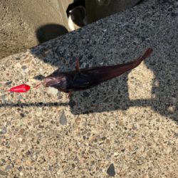 季節外れのノッコミ