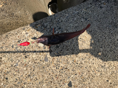 季節外れのノッコミ