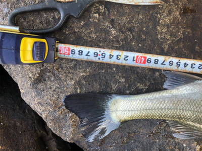 なんとか1匹❗️