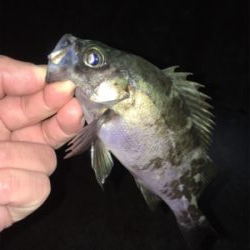 渋めのメバリング