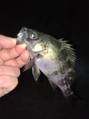 渋めのメバリング