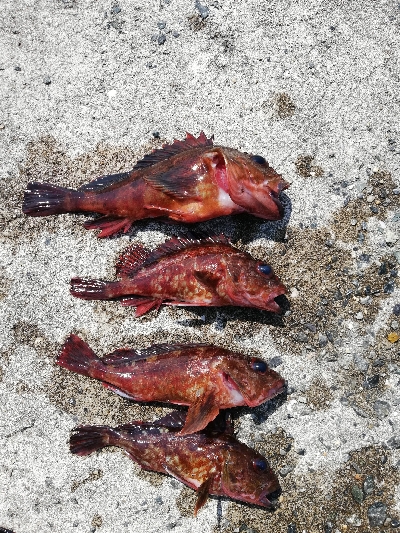 癒やしの穴釣り