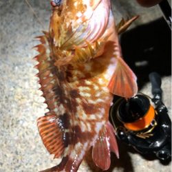 とあるゴロタ場のロックフェス