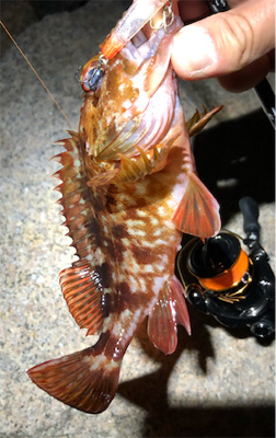 とあるゴロタ場のロックフェス