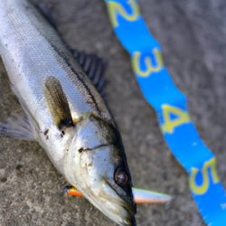 初だしのリールで鱗付け成功！