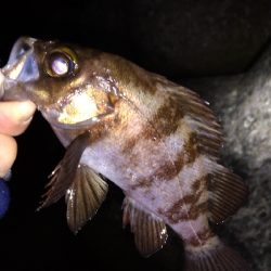 ナイトメバリング