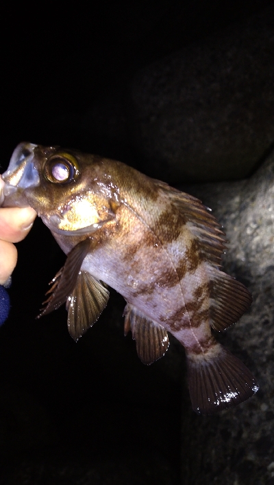 ナイトメバリング