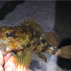 とあるシャローのタケガシ