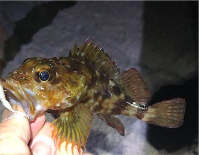 とあるシャローのタケガシ