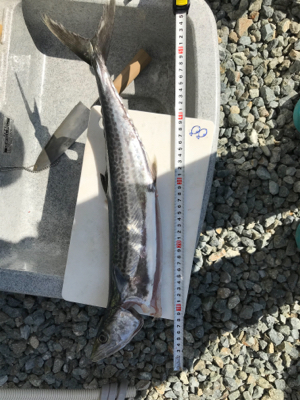 潮は良くないですが