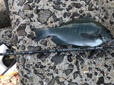 大波！爆風！壱岐島！