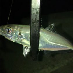 アジ釣れた(^｡^)