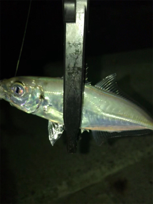 アジ釣れた(^｡^)