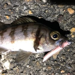 メバルさんありがとう