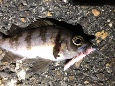 メバルさんありがとう