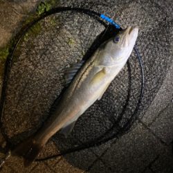 朝(夜中)1、夕方(夜)2