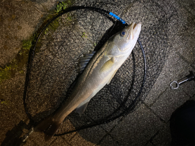 朝(夜中)1、夕方(夜)2