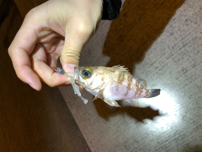 爆風メバリング