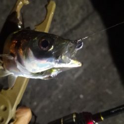 アジング 練習 125