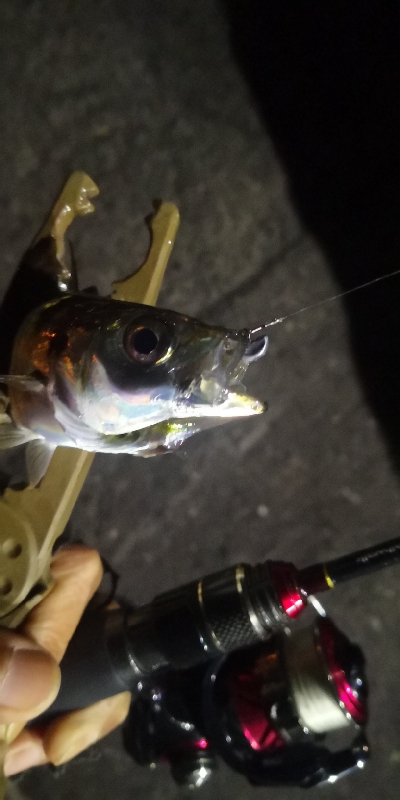 アジング 練習 125