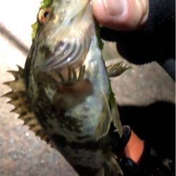 とあるド干潮の遊魚達