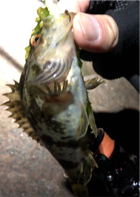 とあるド干潮の遊魚達