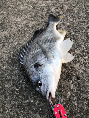 サンキャッチイチバラシ