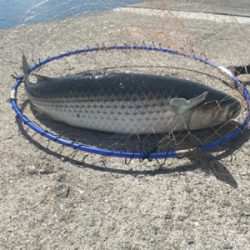 ダンゴ釣りでハネ??