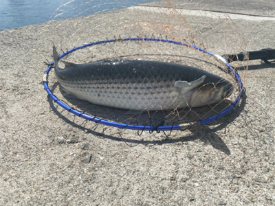 ダンゴ釣りでハネ??