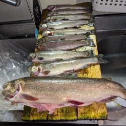 ジョイバレーでロックトラウト