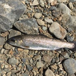 久々の水無瀬川・尺代アマゴ・マス釣り場