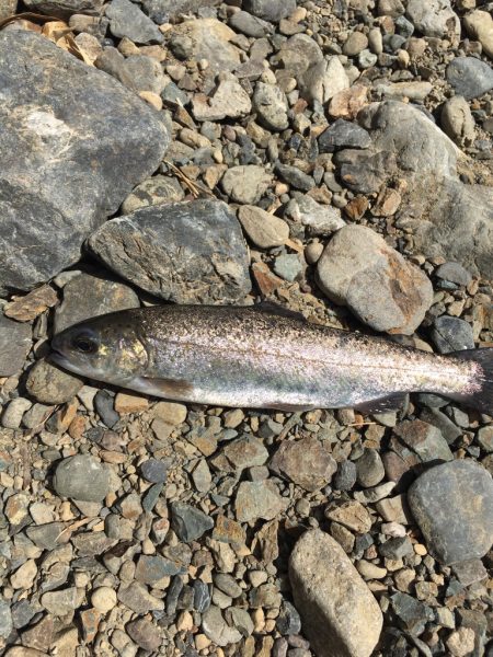 久々の水無瀬川・尺代アマゴ・マス釣り場